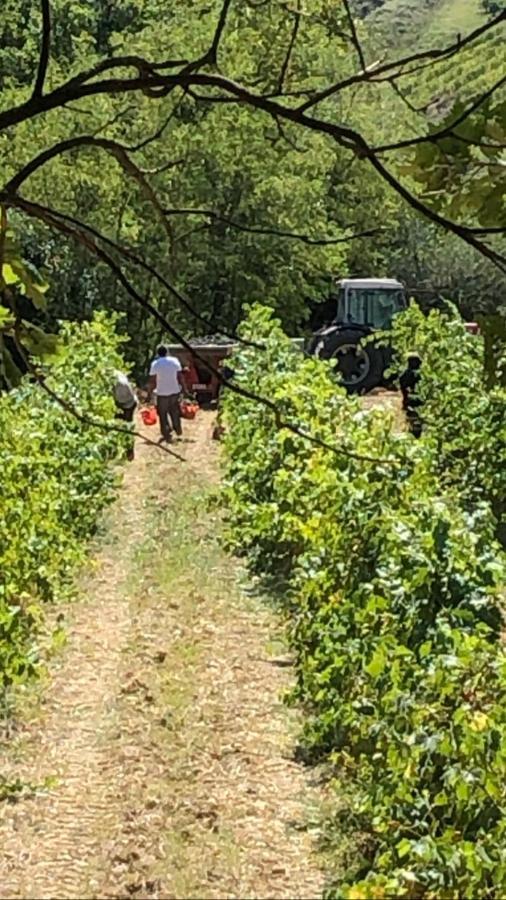 Podere Ghiole Montespertoli Bagian luar foto